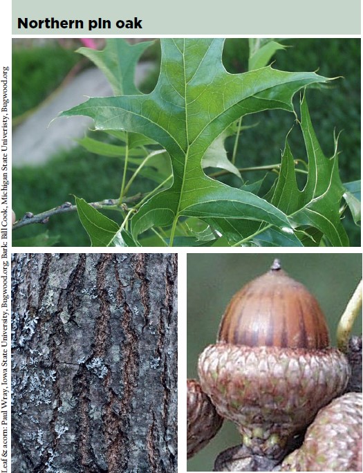 Northern pin oak